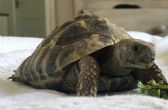 Hermanns : Male approx 10 years old (Enzo)